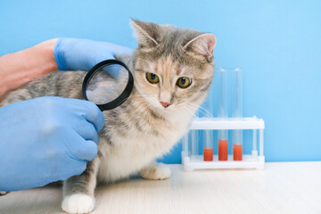 cat at the vet. veterinarian looks at the skin of a cat with a magnifying glass, searching for...