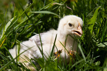 chick