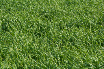 Pasturas para alimento de ganado, pastoreo, césped verde
