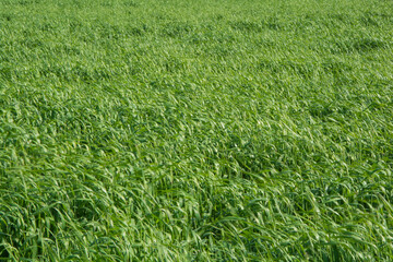 Obraz premium Pasturas para alimento de ganado, pastoreo, césped verde