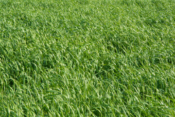 Pasturas para alimento de ganado, pastoreo, césped verde