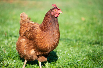 hen