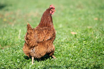 hen