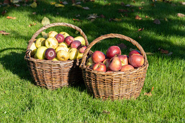 basket of apples