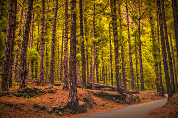 Obraz premium A visit to the island of La Palma on the Atlantic ocean