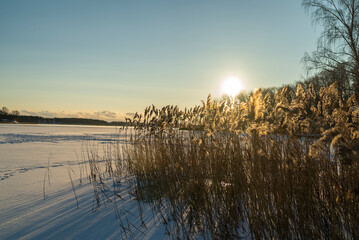 winter landscape of reeds on an ice-covered lake in the setting sun.