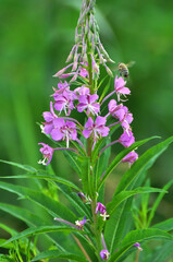 Epilobium angustifolium blooms in nature in summer