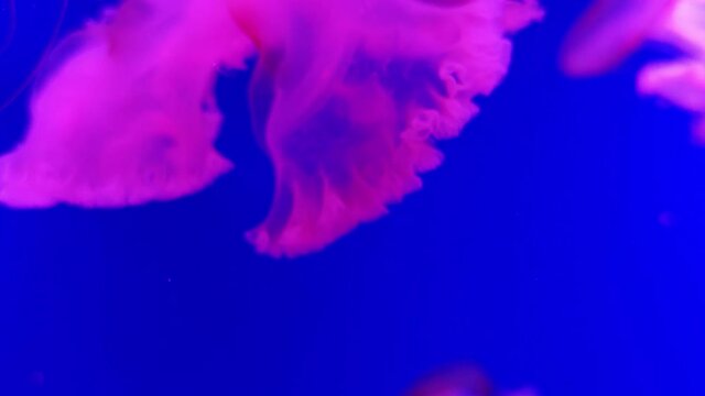 Jellyfish swimming in the aquarium 4K video footage, deep ocean jellyfish background, sea life marine video clip