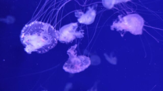 Jellyfish swimming in the aquarium 4K video footage, deep ocean jellyfish background, sea life marine video clip