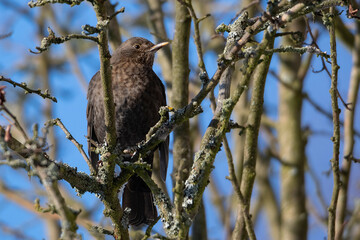 blackbird female