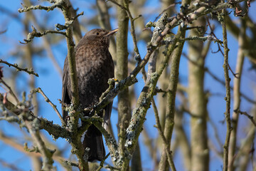 blackbird female