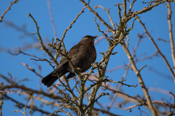 blackbird female