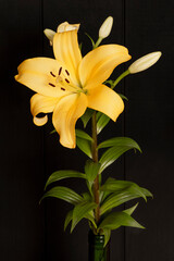 The Lilium species, called lilies or lilies, constitute a genus with around 110 members that is included within the lily family, this is yellow.