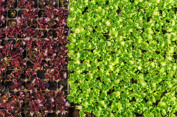 Mixed green and purple varieties lettuce