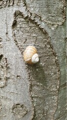 snail on a tree