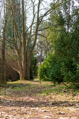 Early spring park. Footpath among tall trees.