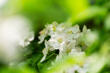Spring flower blossoms in the garden. Beautiful flowers of an apple tree.