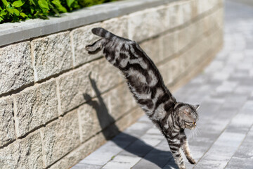 a plump, purebred, marbled cat jumps off the parapet. Jump moment in the air. Black Silver Marble