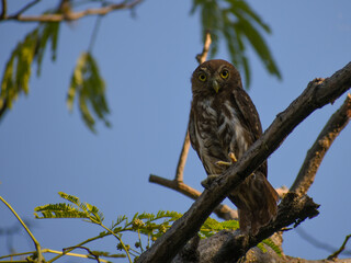 ferruginous pygmy owl (Glaucidium brasilianum) perching