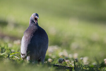 large gray and purple pigeon standing in a field of green grass, isolated from the background