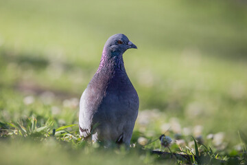 large gray and purple pigeon standing in a field of green grass, isolated from the background