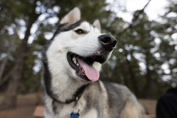 Siberian Husky in Bozeman Montana