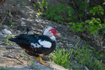 Muscovy Duck standing on dry land
