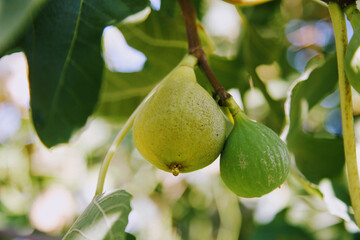 Figs on a branch