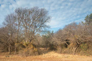 Brownwood Texas lake, walking trail, sunny day mourning, beautiful relaxing panorama  view, recreation area.
