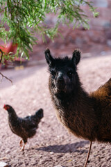 Fototapeta premium llama and chicken in the zoo
