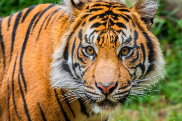 Portrait of a Tiger