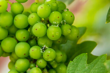 Bunch of Grapes
