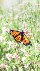 Butterfly on Flower