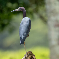 Little Blue Heron - Costa Rica