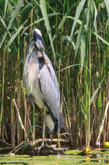Grey Heron (Ardea cinerea) is hunting - Graureiher
