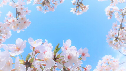 コピースペースのある鮮やかな空とピンクの桜の春の背景