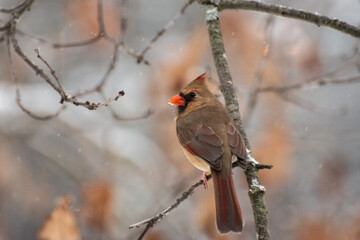 female cardinal on a branch