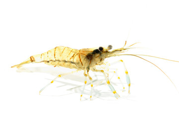 スジエビ　白バック