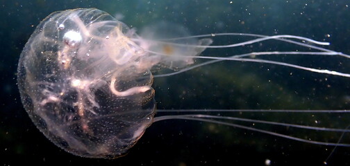 Costa Rica Pacific sea life