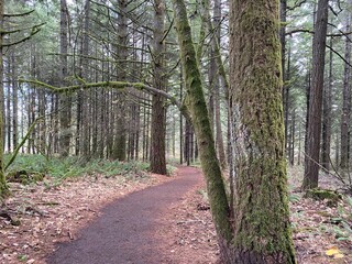 Trail Through the Forest