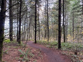 Trail Through the Forest