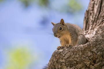 Naklejka na ściany i meble brown fox squirrel sitting on a tree alone