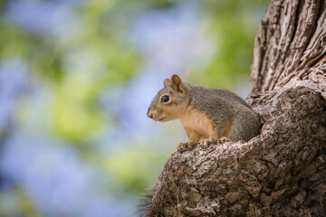 Naklejka na ściany i meble brown fox squirrel sitting on a tree alone