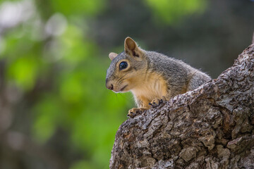brown fox squirrel sitting on a tree alone