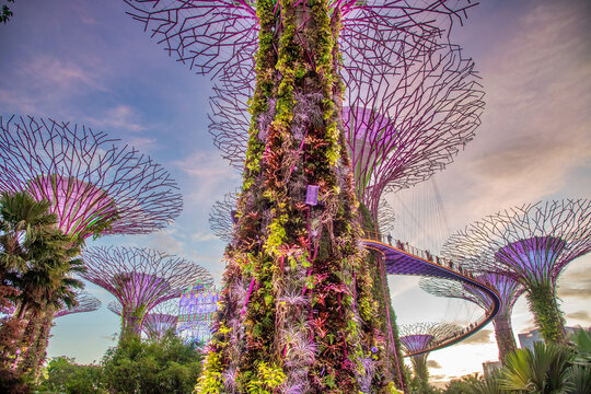 SINGAPORE - JANUARY 1ST, 2020: Garden Rhapsody light shows in the Supertree Grove, Gardens By The Bay city park, located in Marina Bay area.