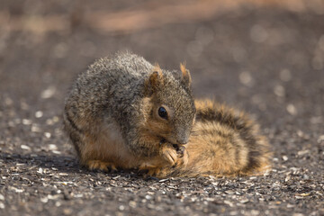 fox squirrel, close up, standing in dirt, by itself