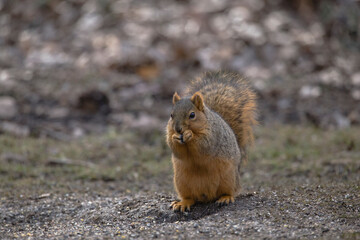 fox squirrel, close up, standing in dirt, by itself