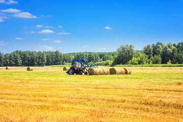 Fototapeta premium Rural landscape - tractor harvesting large round bales of straw in the field after harvest. Agricultural work, harvesting hay in the summer field