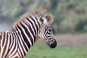 portrait of a small zebra © perpis