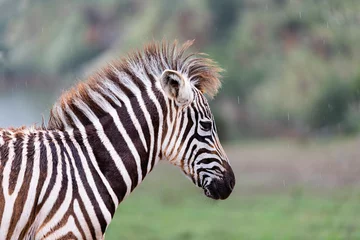 Fotobehang portret van een kleine zebra © perpis